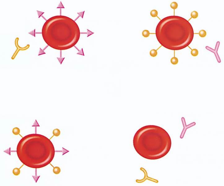 reakcija antitjelo antigen.jpg